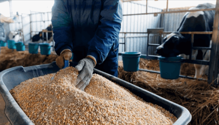 animal feed